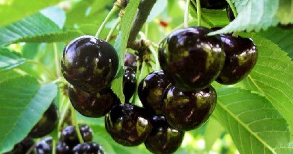 Pomi Fructiferi - Cires - Negre de Bistrita - Anul 3 - 1 buc