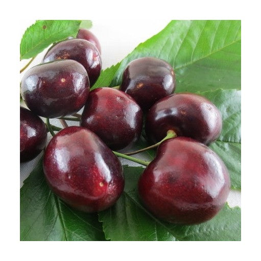 Pomi Fructiferi - Cires - Rubin - Anul 2 - 1 buc