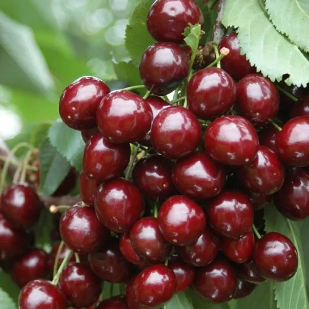 Pomi Fructiferi - Cires - Rubin - Anul 2 - 1 buc