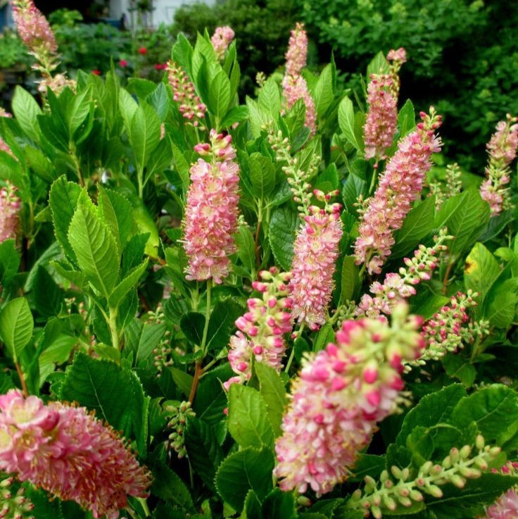 Plante Ornamentale - Dulceata de Vara - Clethra Alnifolia Pink