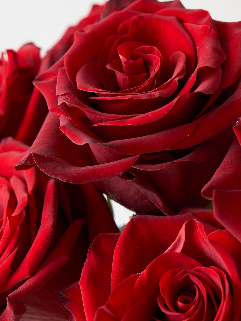 Trandafiri Butasi Teahibrizi - Explorer - 1 buc