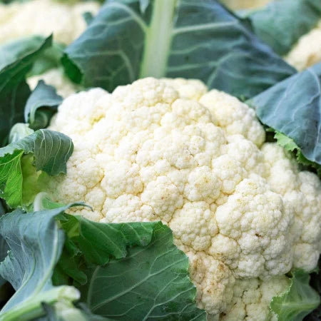 Seminte de Conopida Hibrid "Snow Crown"