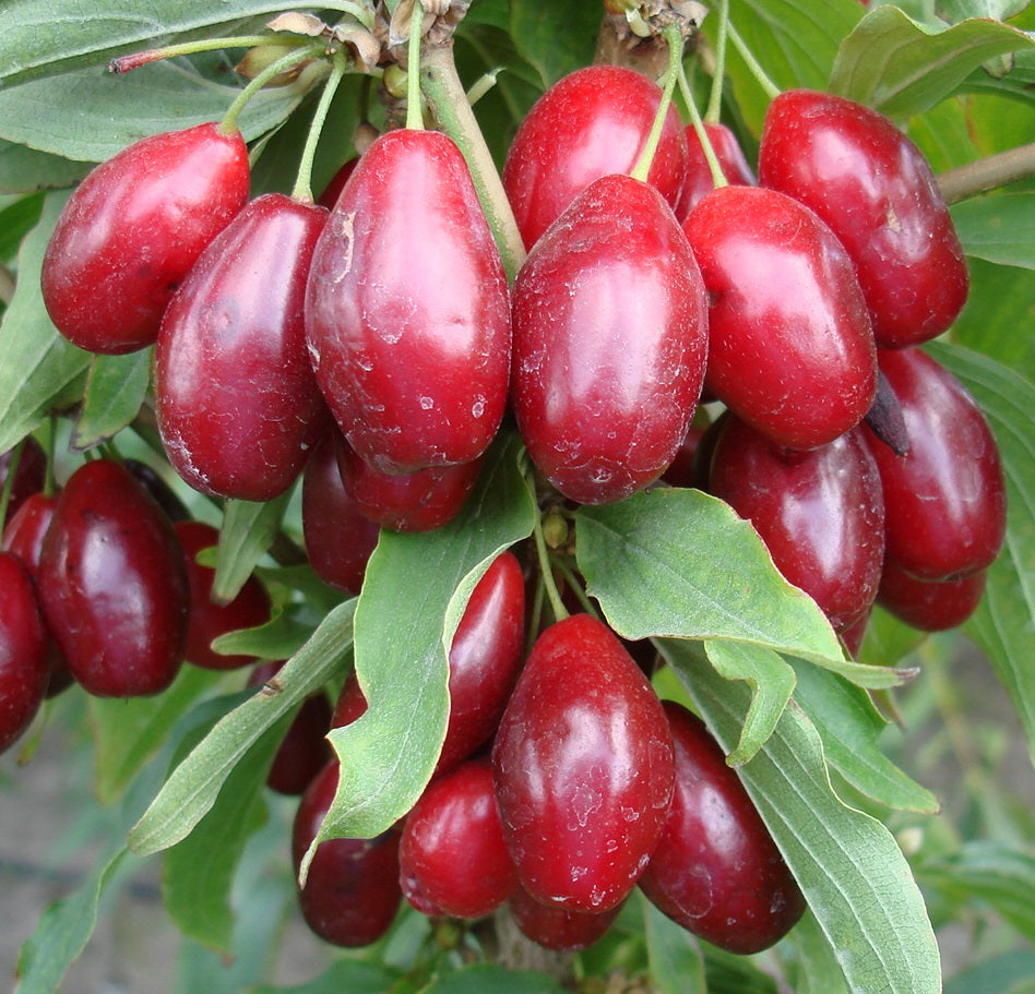 Arbusti Fructiferi - Corn - Anul 2 - 1 buc