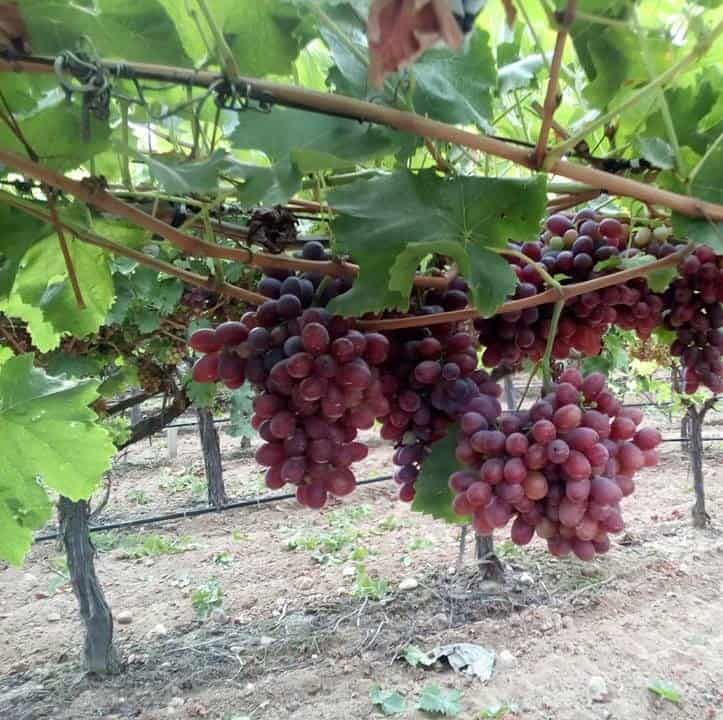 Butas Vita de Vie de Masa "Crimson Seedless", 1 Bucata