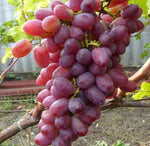 Butas Vita de Vie de Masa "Crimson Seedless", 1 Bucata