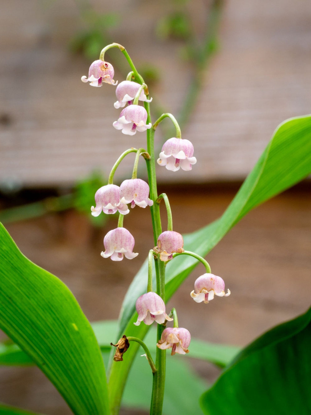 Bulbi Lacramioare - Rosea Convallaria - Roz - 1 buc - Ghiveci