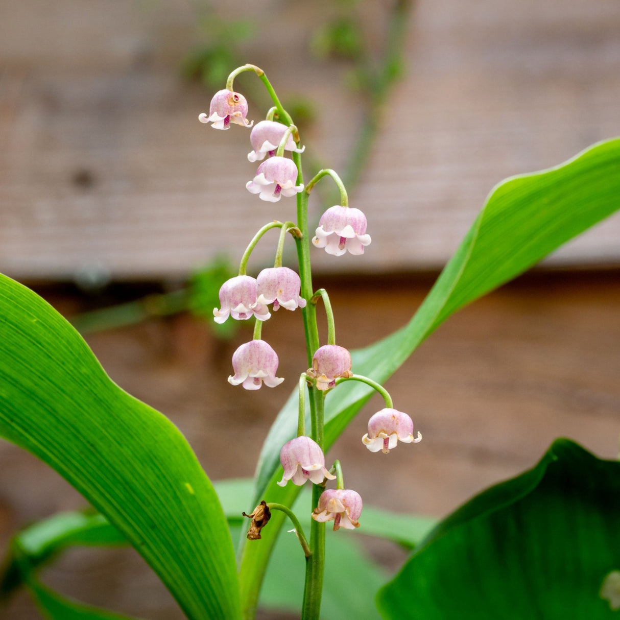 Bulbi Lacramioare - Rosea Convallaria - Roz - 1 buc - Ghiveci