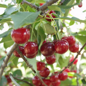 Pomi Fructiferi - Visin - Crisana - Anul 2 - 1 buc