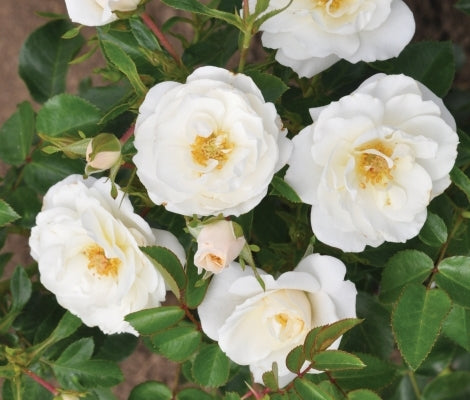 Trandafiri Butasi Teahibrizi - Crystal - 1 buc