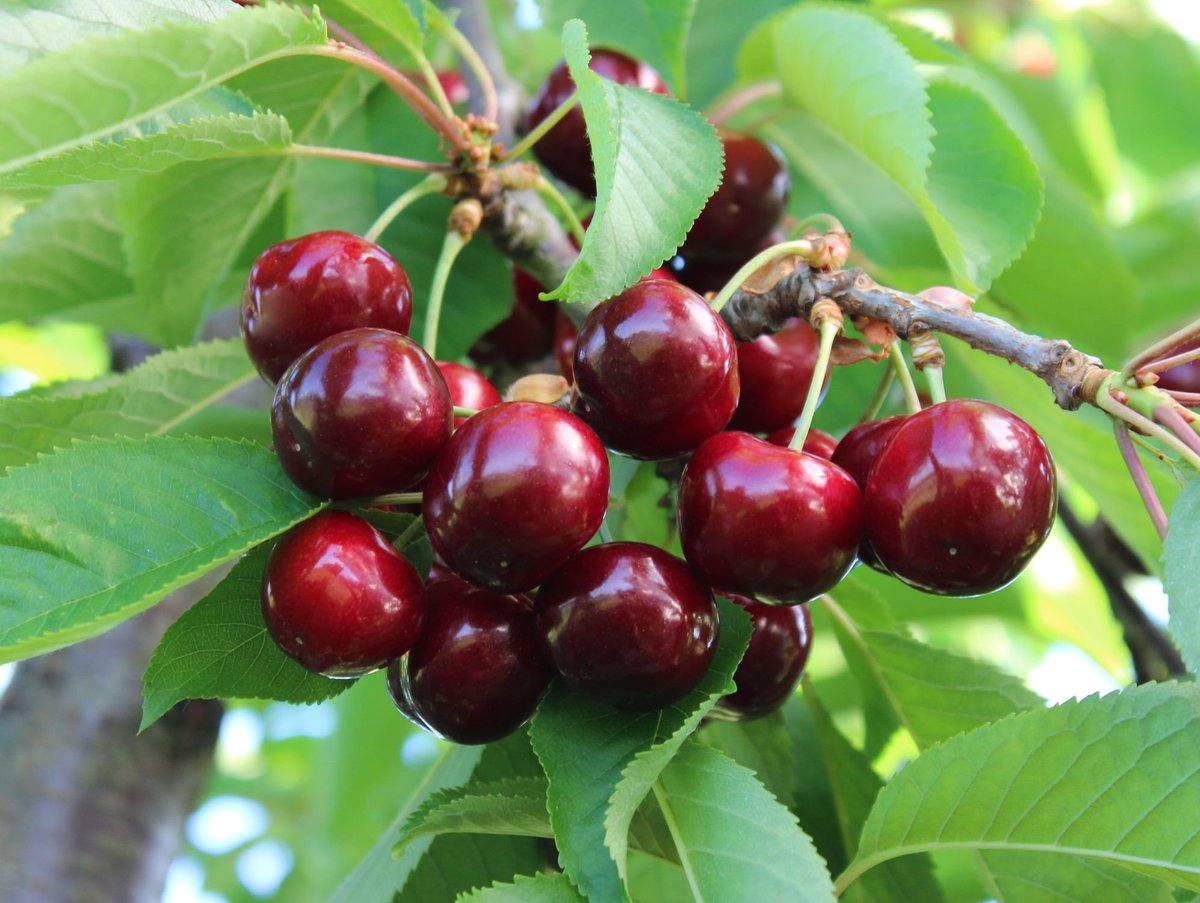 Pomi Fructiferi - Cires - Early Red - Anul 3 - 1 buc