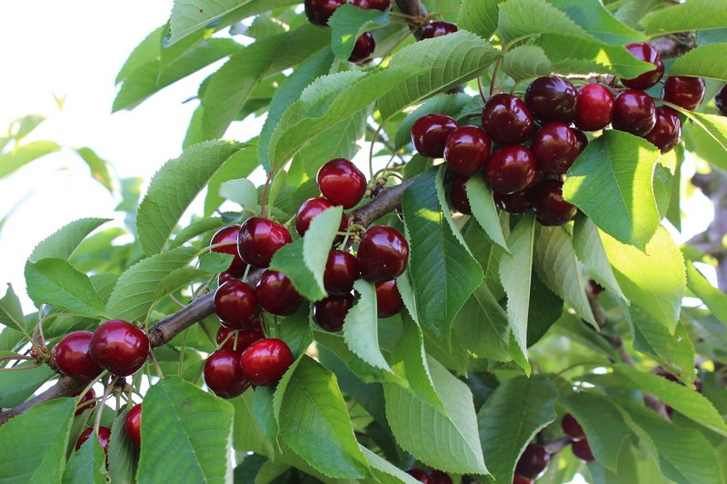 Pomi Fructiferi - Cires - Early Red - Anul 3 - 1 buc