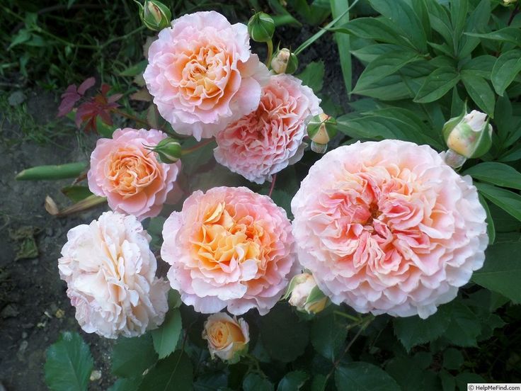 Trandafiri Butasi - Teahibrizi - Jeff L'Artiste - 1 buc