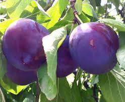 Pomi Fructiferi - Prun - Record - Anul 2 - 1 buc