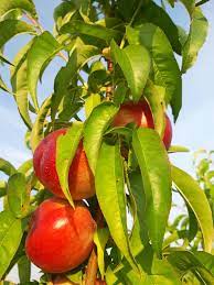 Pomi Fructiferi - Nectarin - Tina - Anul 2 - 1 buc