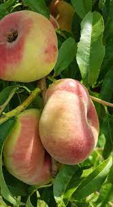 Pomi Fructiferi - Piersic - Alex - Anul 2 - 1 buc