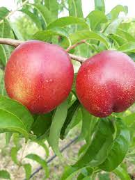 Pomi Fructiferi - Nectarin - Tina - Anul 2 - 1 buc