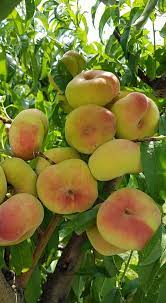 Pomi Fructiferi - Piersic - Alex - Anul 2 - 1 buc