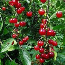 Pomi Fructiferi - Visin - North Star - Anul 2 - 1 buc