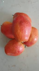 Pomi Fructiferi - Par - Kirghiza - Anul 2 - 1 buc