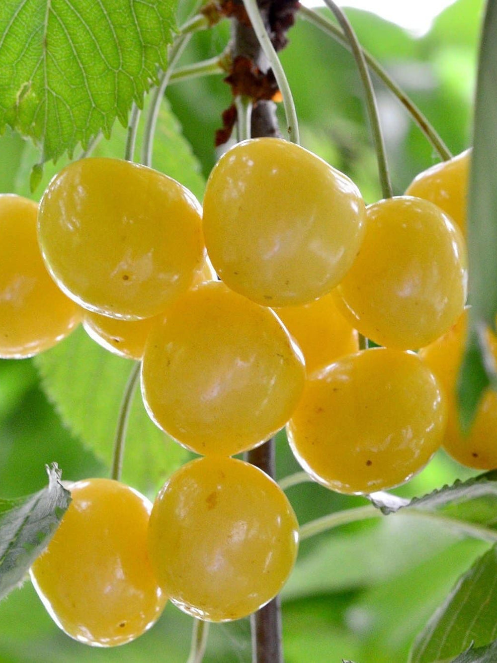 Pomi Fructiferi - Cires Galben Columnar - Anul 2 - 1 buc