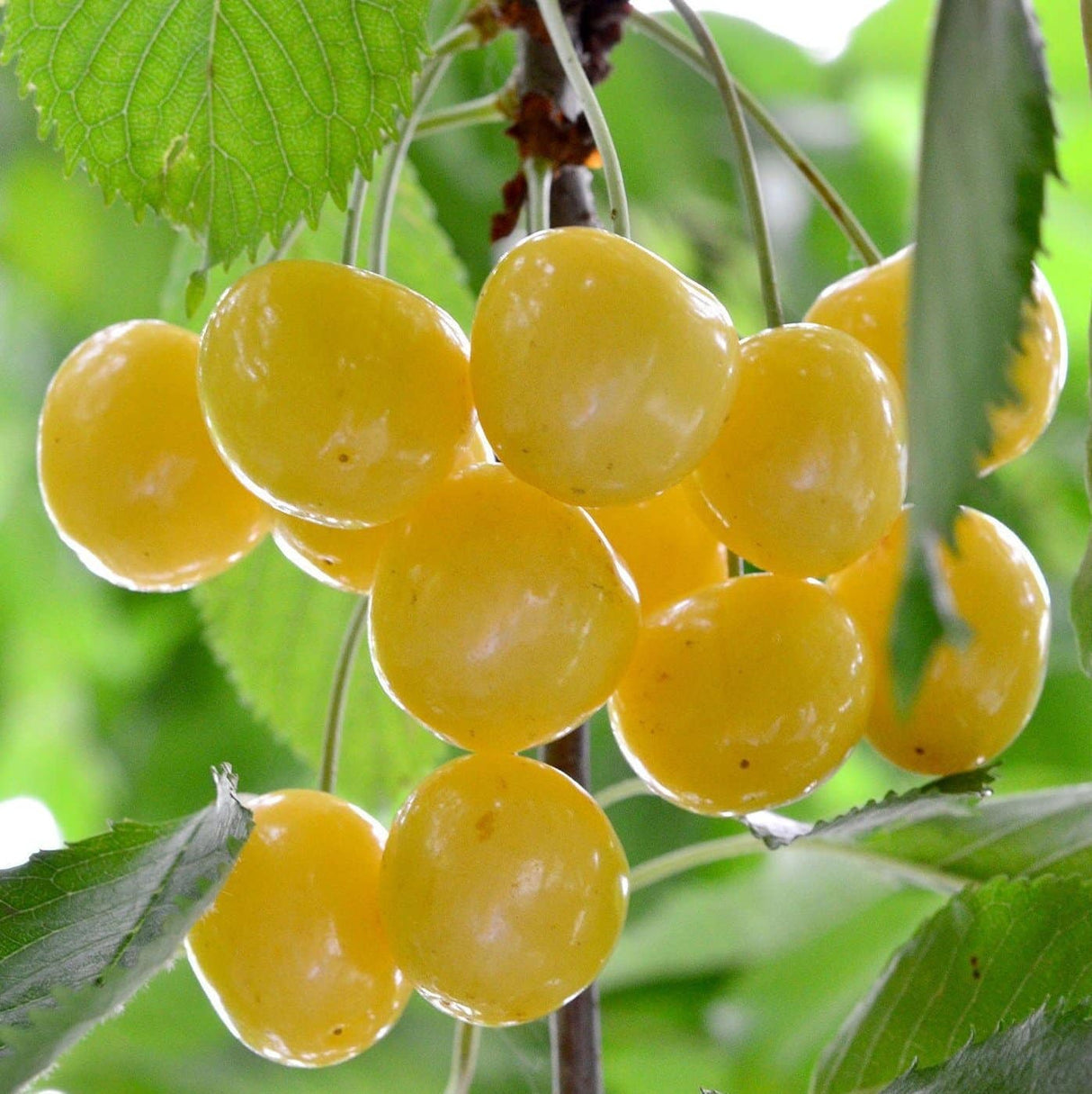 Pomi Fructiferi - Cires Galben - Anul 3 - 1 buc