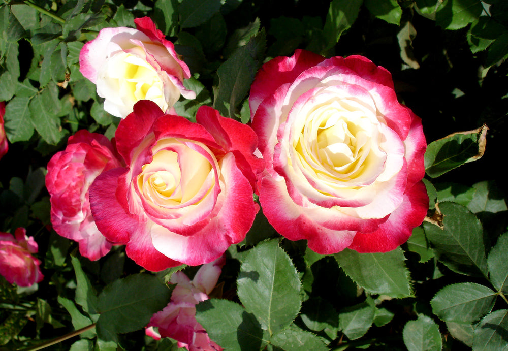 Trandafiri Butasi Teahibrizi - Double Delight - 1 buc