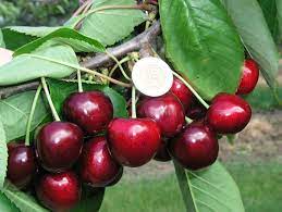 Pomi Fructiferi - Cires - Carmen - Anul 2 - 1 buc