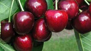 Pomi Fructiferi - Cires - Carmen - Anul 2 - 1 buc