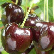 Pomi Fructiferi - Cires - Negre de Bistrita - Anul 3 - 1 buc