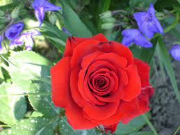 Trandafiri Butasi Teahibrizi - Berlin - 1 buc