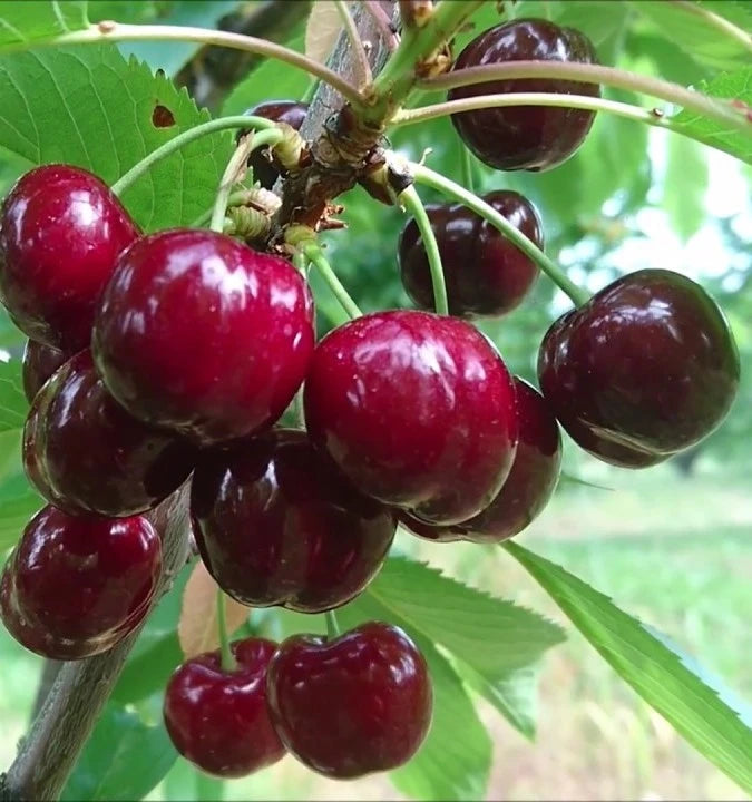 Pomi Fructiferi - Pachet Promo Cires Timpuriu - Anul 2 - 3 buc