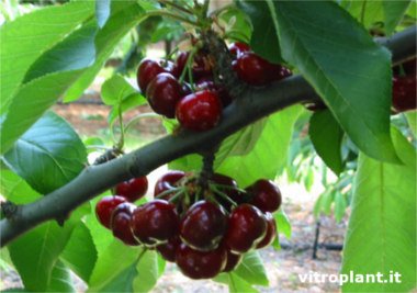 Pomi Fructiferi - Cires - Early Lory - Anul 2 - 1 buc