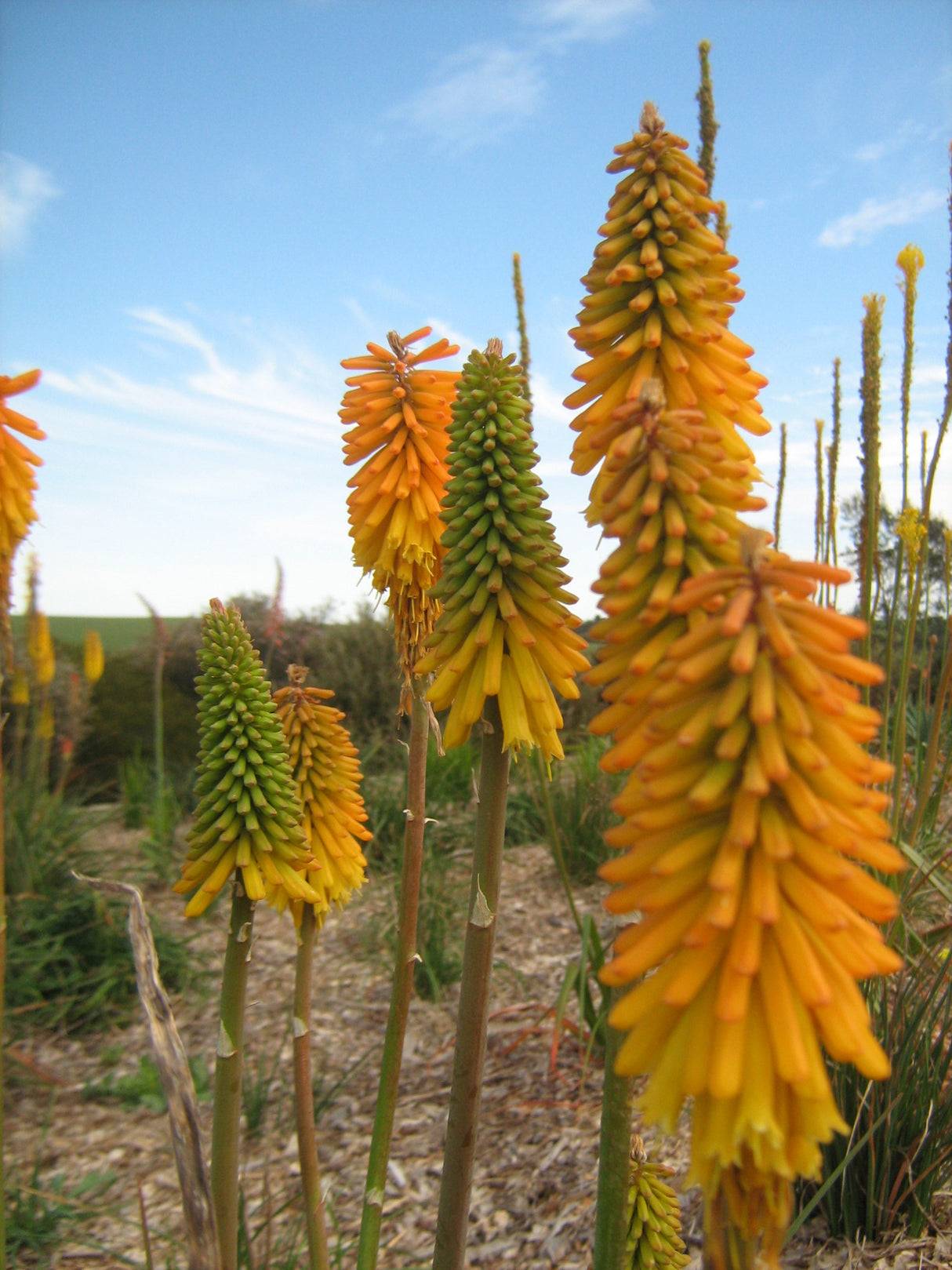 Bulbi de Kniphofia "Apricot Yellow", Crinul Faclie, 1 Bucata la ghiveci