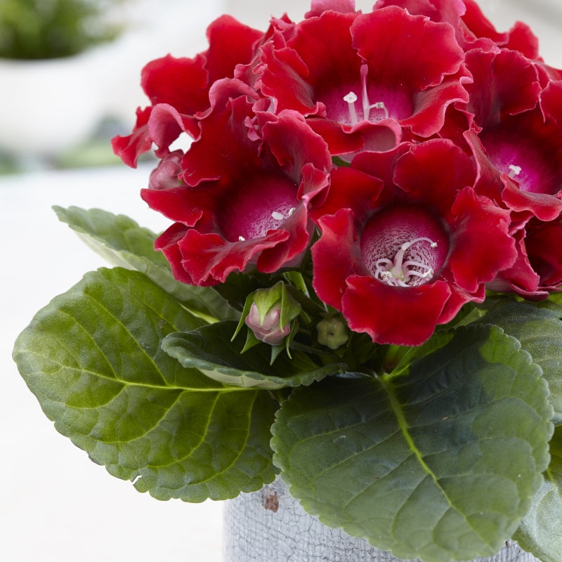 Gloxinia Bulbi - Etoile de Feu - 1 buc
