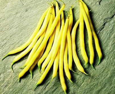 Seminte de Fasole Oloaga "Bergold", 100 gr