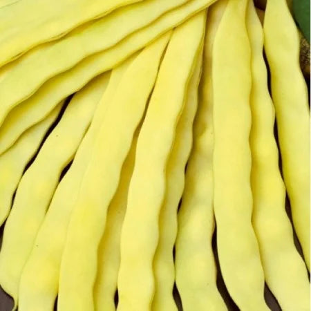 Seminte de Fasole Urcatoare "Albenghino"