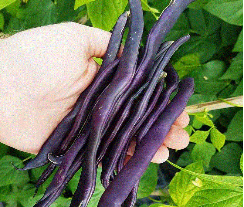 Seminte de Fasole Urcatoare Violetto , 70 gr
