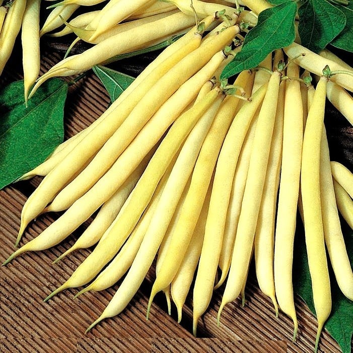 Seminte de Fasole Oloaga Maxidor , 500 gr