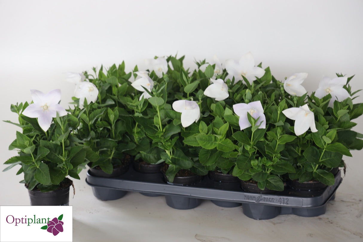 Floarea Balon "Platycodon Albus", Alba, la ghiveci