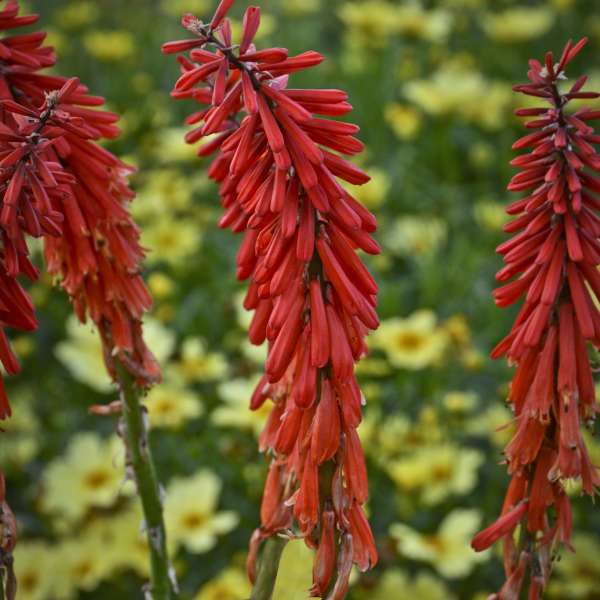 Plante Ornamentale - Bulbi de Kniphofia - Red Rocket - Crinul Faclie