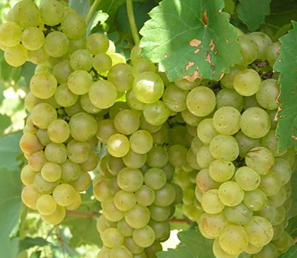 Butas Vita de Vie "Feteasca Alba", 1 Bucata