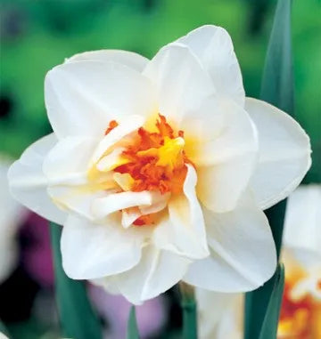 Bulbi Narcise - Flower Drift - 2 buc