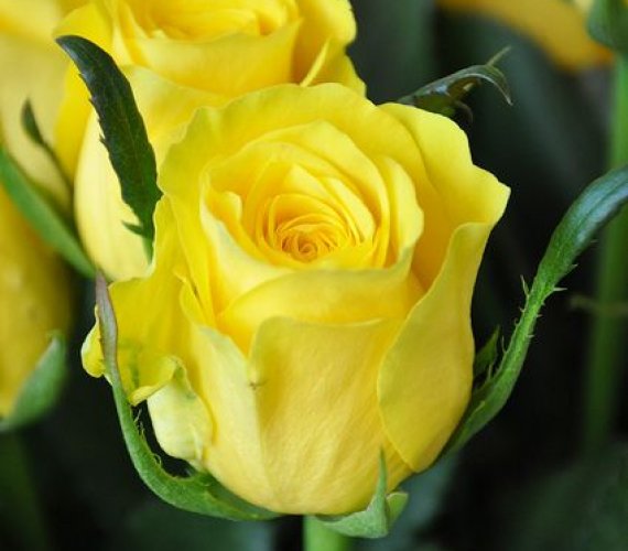 Trandafiri Butasi Teahibrizi - Fresco - 1 buc