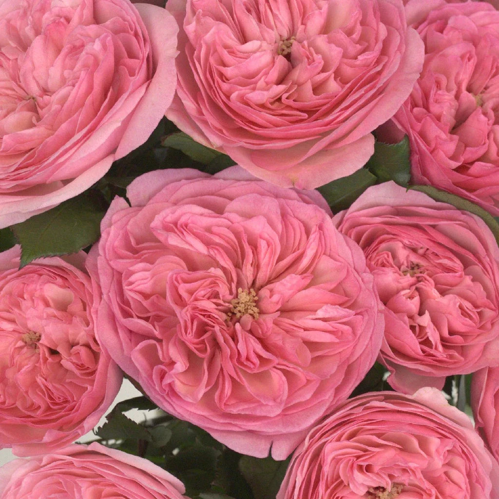 Trandafiri Butasi Teahibrizi - Maria Theresa - 1 buc