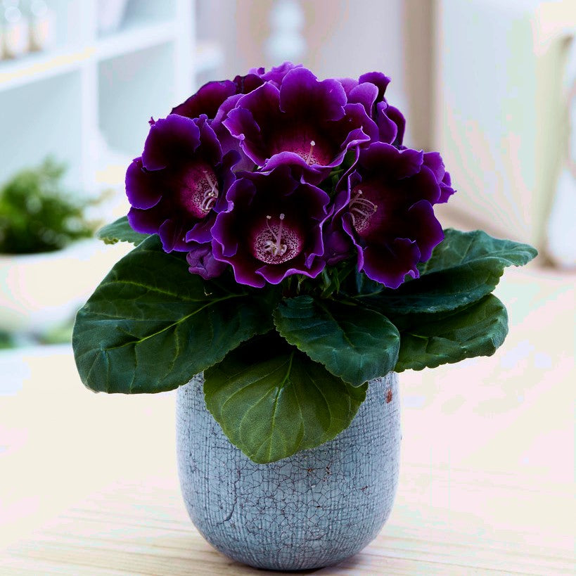 Gloxinia Bulbi - Prins Albert - 1 buc