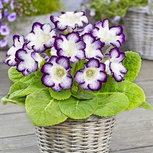 Gloxinia Bulbi - Tigrina Blue - 1 buc