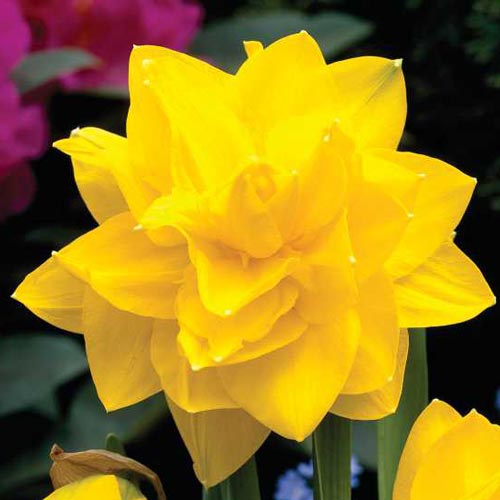 Bulbi Narcise - Golden Ducat - 2 buc