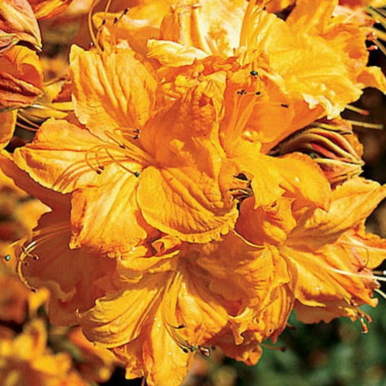 Azalea ''Golden Lights'', la ghiveci