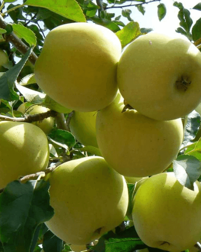 Pomi Fructiferi - Mar Golden Spur - Anul 2 - 1 buc