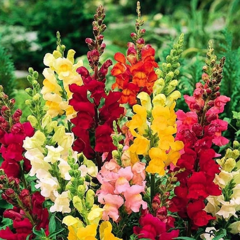 Seminte Flori - Gura Leului Pitic Melanj - 0.7 gr